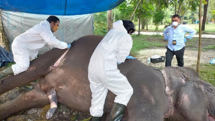 Gajah Febri mati mendadak
