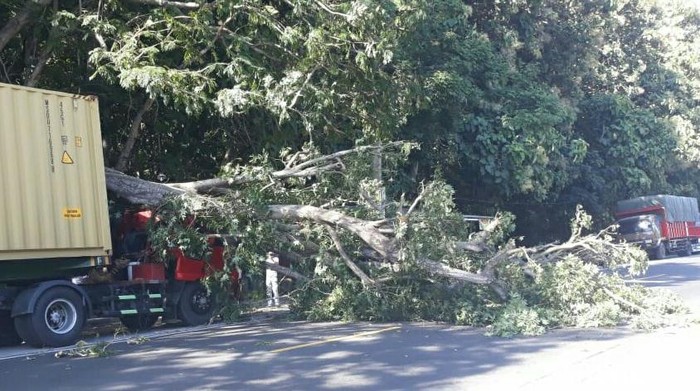 pohon tumbang timpa truk di situbondo