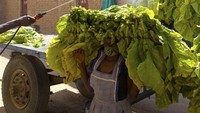  Pada Jumat (15/5/2020), British American Tobacco (BAT) mengatakan akan segera mengujinya pada manusia untuk menghasilkan kekebalan tubuh.