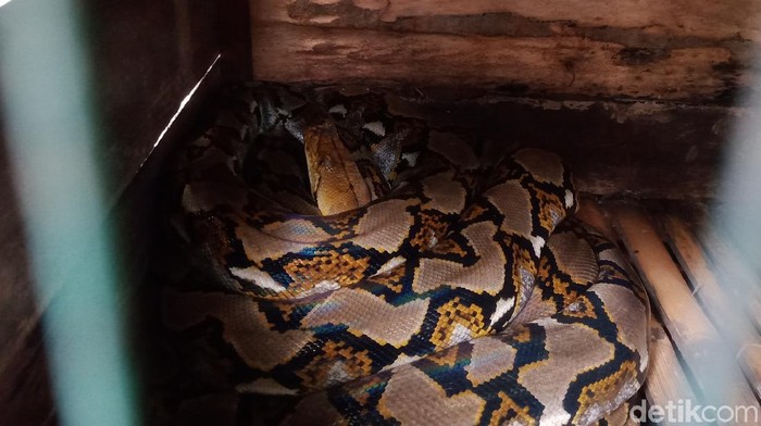 Salah satu ular yang berhasil ditangkap warga di Klaten