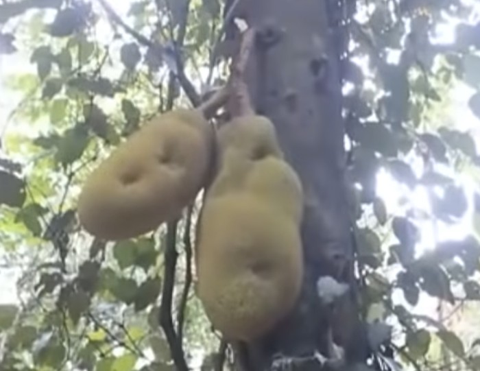 Nangka Terberat di Dunia