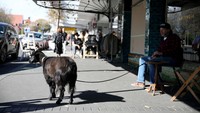 Seorang pria bersantai dengan kambing peliharaannya di Ponsonby Road pada 16 Mei 2020 di Auckland, Selandia Baru.  Getty Images/Phil Walter