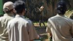 Harimau Sumatera Beraksi, Warga DKI Nonton Via Daring