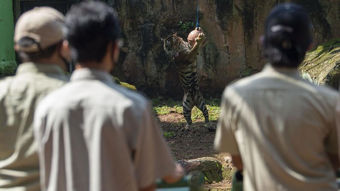 Harimau sumatera menyantap daging saat proses pengambilan gambar video untuk siaran langsung melalui media sosial di Taman Margasatwa Ragunan, Jakarta, Minggu (17/5/2020). Siaran langsung polah dua harimau bernama Hana dan Tino itu bertujuan untuk memberikan wawasan tentang satwa dan hiburan kepada masyarakat selama masa pandemi COVID-19. ANTARA FOTO/Aditya Pradana Putra/foc.