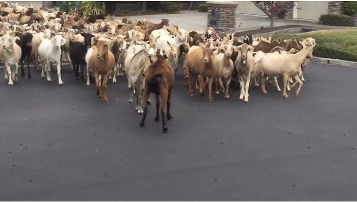 200 kambing invasi San Jose di AS.
