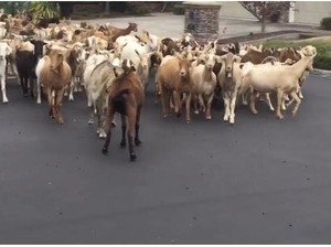 Ketika 200 Kambing Invasi Satu Komplek Perumahan