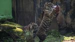 Harimau Sumatera Beraksi, Warga DKI Nonton Via Daring