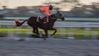 Pelatihan pra-balapan di Hipodromo de Maroñas Track di Montevideo, Uruguay, terus dilaksanakan agar para kuda lebih siap menghadapi perlombaan.