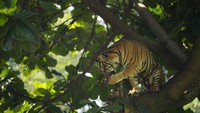 Harimau sumatera menyantap daging saat proses pengambilan gambar video untuk siaran langsung.