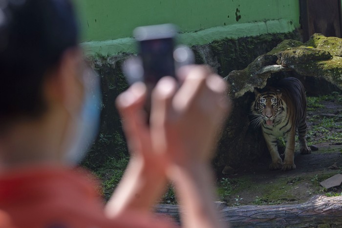 Harimau sumatera menyantap daging saat proses pengambilan gambar video untuk siaran langsung melalui media sosial di Taman Margasatwa Ragunan, Jakarta, Minggu (17/5/2020). Siaran langsung polah dua harimau bernama Hana dan Tino itu bertujuan untuk memberikan wawasan tentang satwa dan hiburan kepada masyarakat selama masa pandemi COVID-19. ANTARA FOTO/Aditya Pradana Putra/foc.