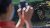 Petugas merekam video polah harimau Sumatera untuk disiarkan secara langsung melalui media sosial di Taman Margasatwa Ragunan, Jakarta, Minggu (17/5/2020).