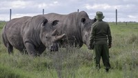  Petugas mengawasi dua badak yang tersisa di kawasan konservasi Ol Pejeta.