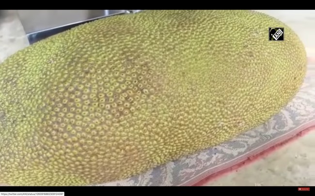 Nangka Terbesar di Dunia dan Tips Membuat Opor Ayam Enak