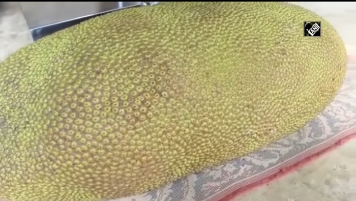 Nangka Terberat di Dunia Nangka Terberat di Dunia
