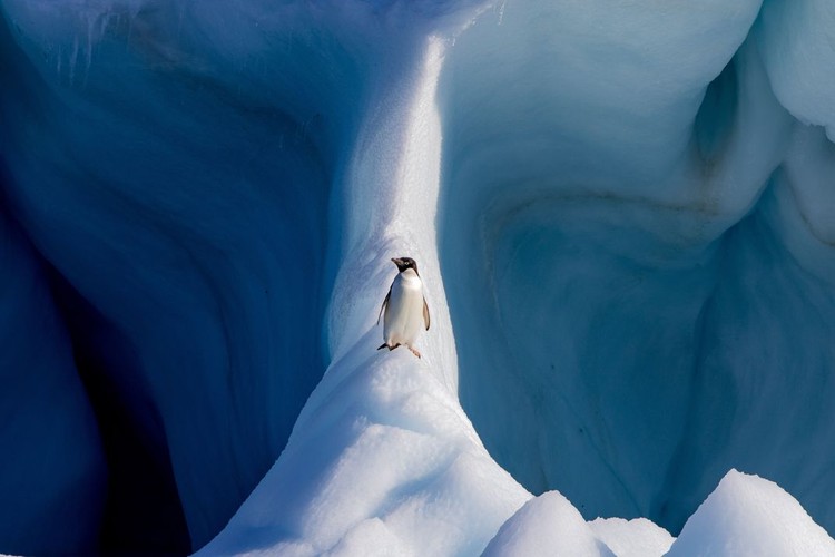 Kontes Foto Smithsonian