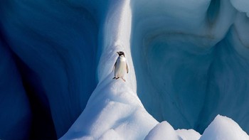 Pemenang kategori Natural World diraih Conor Ryan dari Inggris. Menampilkan pinguin di Devil Island, Antartika. Alat: Canon EOS 7D Mark II, focal length 200 mm, 1/1600, f8, ISO320. Foto: Smithsonian