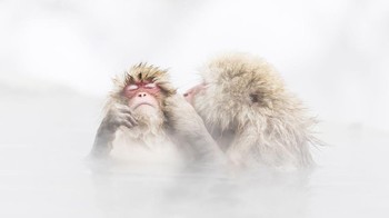 Finalis kategori Natural World. Karya Kousuke Kitajima dari Jepang. Alat: Canon EOS 5D Mark IV, focal length 280 mm, 1/1600, f/4.5, ISO1250. Foto: Smithsonian