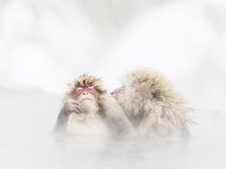 Menghipnotis Mata! Deretan Foto Jawara Kontes Foto Smithsonian