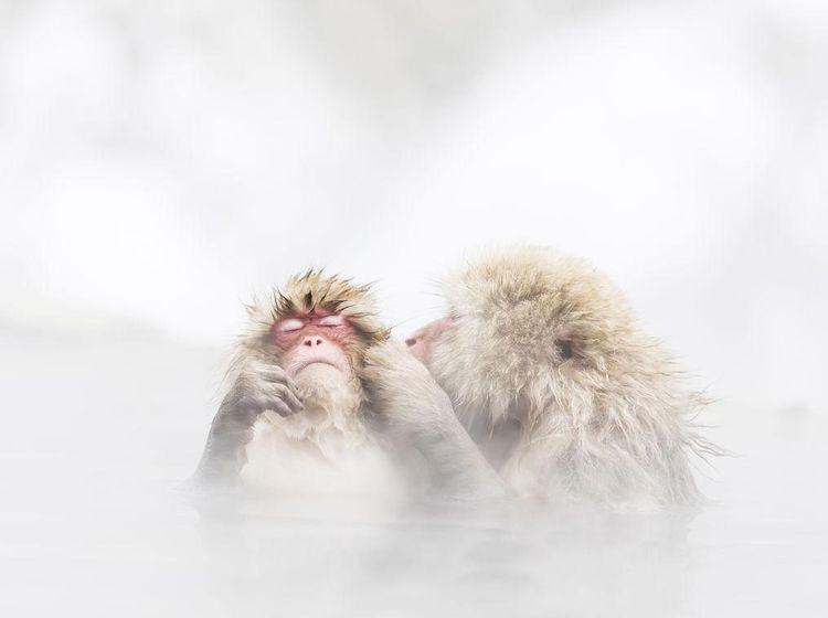 Menghipnotis Mata! Deretan Foto Jawara Kontes Foto Smithsonian