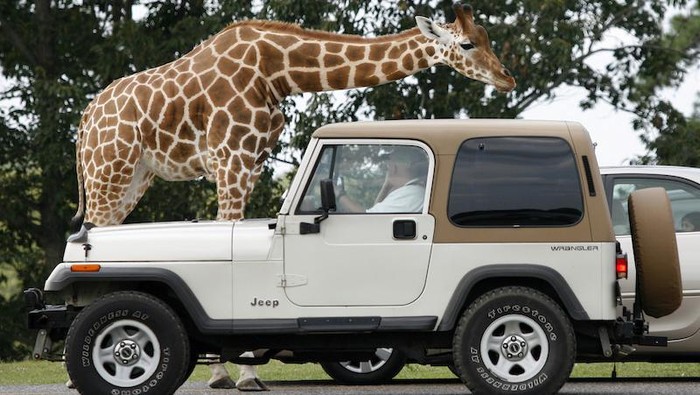 Safari di New Jersey, AS.