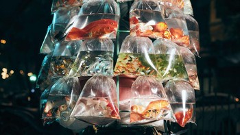 Peraih Grand Prize. Karya Jon Enoch dari Inggris menampilkan penjual ikan di Hanoi, Viernam. Alat: Canon EOS 5DS R, focal length 50mm, 1/160/ f3.2, ISO400. Foto: Smithsonian