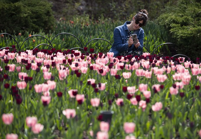 Bunga tulip warna-warni mekar di Commissioners Park, Ottawa, Ontario, Kanada. Festival tulip ini berlangsung di tengah pandemi Corona yang terjadi di negara tersebut.