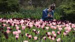 Cantiknya Warna-warni Bunga Tulip yang Bermekaran di Kanada