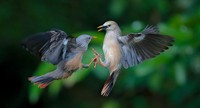 Kontes Foto Smithsonian
