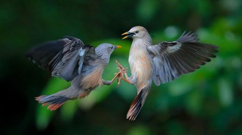Finalis kategori Natural World. Karya Suranjan Mukherjee dari India. Alat: Canon EOS-1D X Mark II, focal length 400 mm, 1/2000, f6.3, ISO2500. Foto: Smithsonian