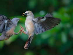Menghipnotis Mata! Deretan Foto Jawara Kontes Foto Smithsonian