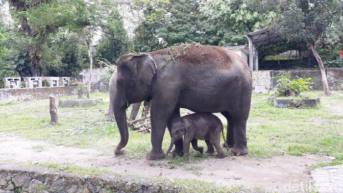 Seekor anak gajah yang lahir di Gembira Loka (GL) Zoo Yogyakarta saat pandemi Corona, Senin (18/5/2020).