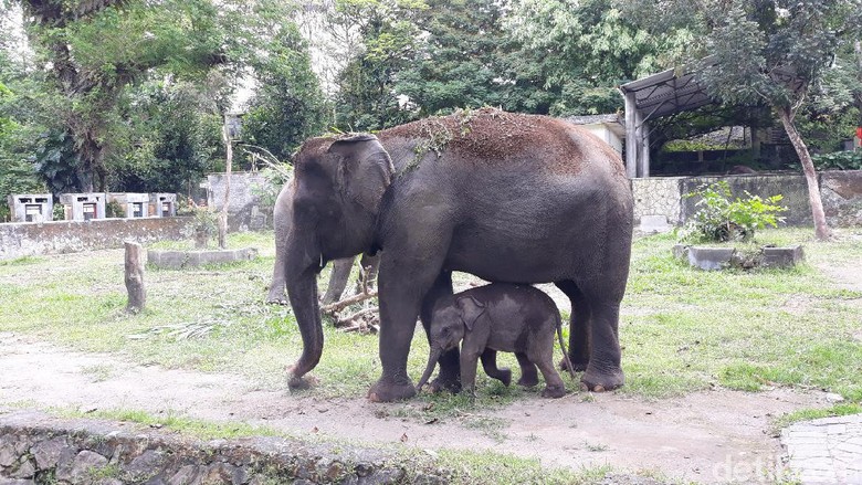 Seekor anak gajah yang lahir di Gembira Loka (GL) Zoo Yogyakarta saat pandemi Corona, Senin (18/5/2020). Seekor anak gajah yang lahir di Gembira Loka (GL) Zoo Yogyakarta saat pandemi Corona, Senin (18/5/2020).