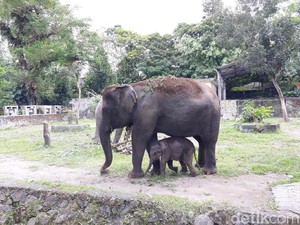 Haru! Induk Gajah Beri Hormat kepada Orang yang Menolong Anaknya