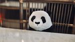 Cara Unik Resto di Thailand, Pelanggan Ditemani Panda