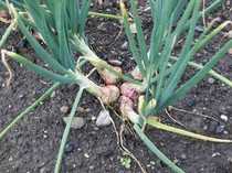 Cara Menanam Bawang Merah dari Umbi hingga Panen, Mudah Dipahami untuk Pemula