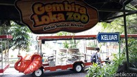 Manajemen Gembira Loka (GL) Zoo, Kota Yogyakarta terpaksa memotong gaji karyawan dan merumahkan pegawai outsourcing dampak dari pandemi virus Corona (COVID-19).