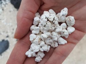 Pantai Ini Punya Pasir Seperti Popcorn, Favorit untuk Surfing