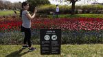 Cantiknya Warna-warni Bunga Tulip yang Bermekaran di Kanada