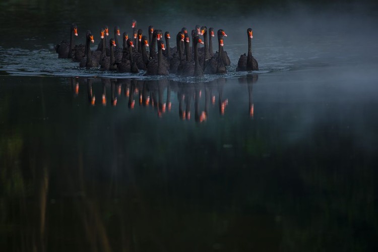 Kontes Foto Smithsonian