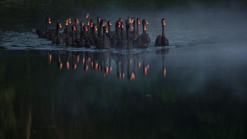 Finalis kategori Natural World. Karya Kuang Zhen dari China. Alat: Canon EOS R, focal length 600 mm, 1/1000, f7.1, ISO400. Foto: Smithsonian