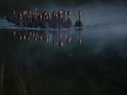 Menghipnotis Mata! Deretan Foto Jawara Kontes Foto Smithsonian