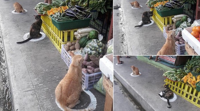 Kucing -