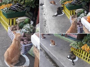 Di Pasar Kawanan Kucing Liar Ini Terapkan Social Distancing