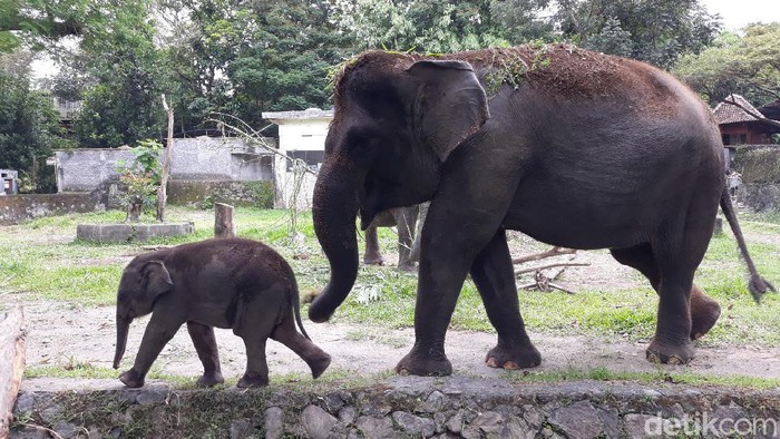 Bertahan Sampai Agustus Gl Zoo Yogya Potong Gaji Karyawan