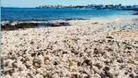 Apabila Indonesia punya Pink Beach, maka Spanyol punya pantai dengan pasir yang menyerupai popcorn. Bahkan destinasi wisata itu sampai dijuluki pantai popcorn atas keunikannya (Facebook)