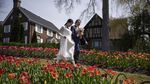 Cantiknya Warna-warni Bunga Tulip yang Bermekaran di Kanada