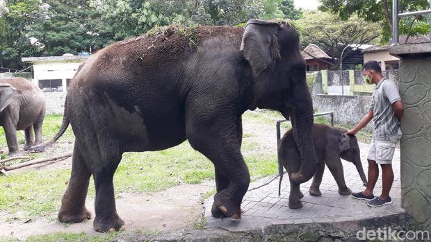 Seekor anak gajah yang lahir di Gembira Loka (GL) Zoo Yogyakarta saat pandemi Corona, Senin (18/5/2020).