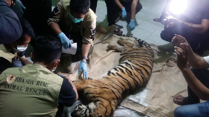 Harimau liar di Riau ditemukan mati terjerat di area hutan industri