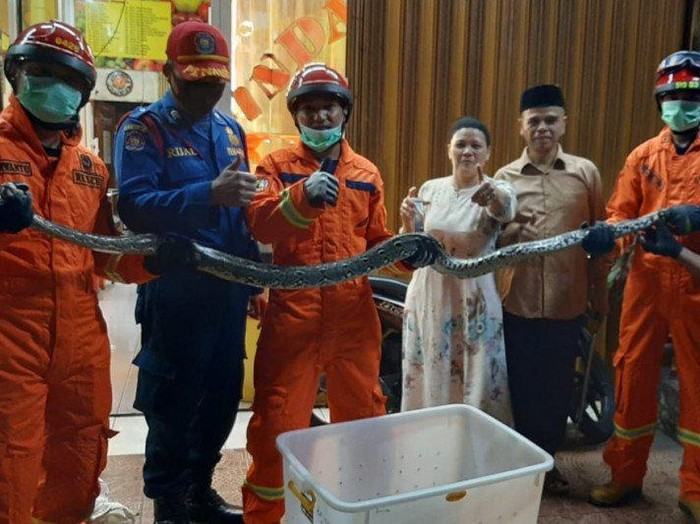 Ular sanca 3,5 meter ditemukan di rumah warga di Jaktim.