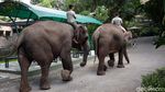 Gembira Loka Zoo Yogya Potong Gaji Karyawan Imbas Corona